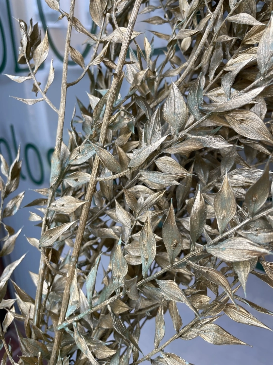 Ruscus (Mäusedorne) gold OUTLET