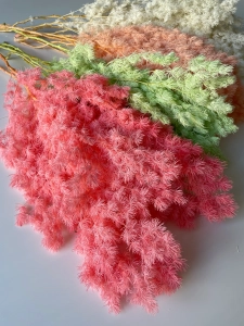 Preserved pink Asparagus (ming fern)- bunch