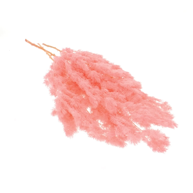 Preserved pink Asparagus (ming fern)- bunch