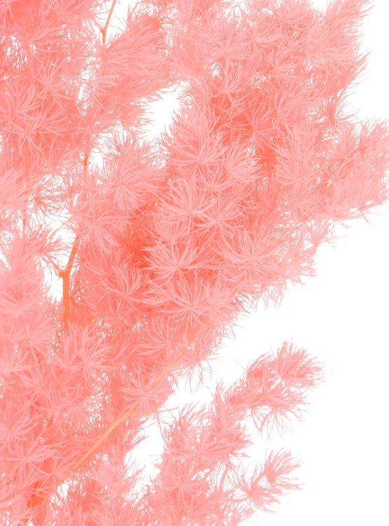 Preserved pink Asparagus (ming fern)- bunch