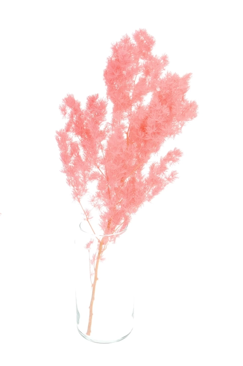 Preserved pink Asparagus (ming fern)- bunch
