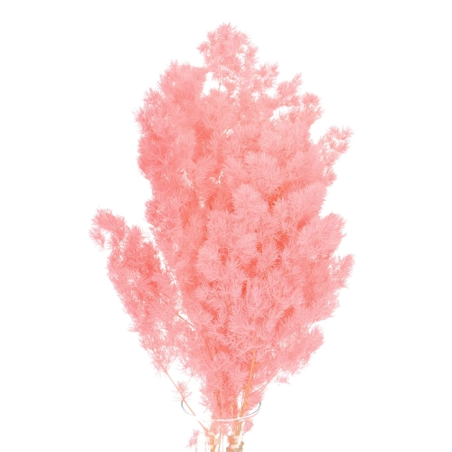 Stabilisierter rosa Asparagus (Spargel) - Strauß