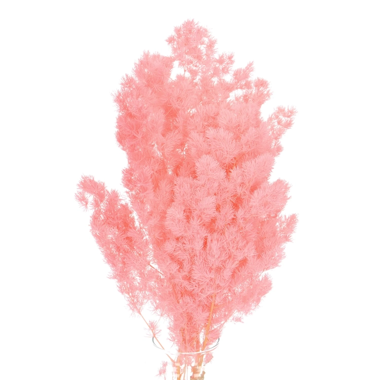Preserved pink Asparagus (ming fern)- bunch