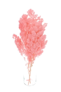 Preserved pink Asparagus (ming fern)- bunch