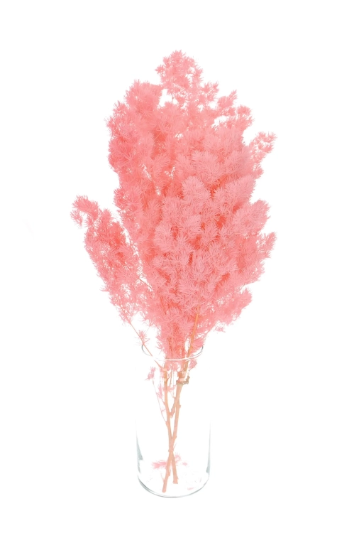 Preserved pink Asparagus (ming fern)- bunch