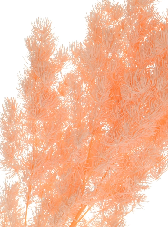 Preserved salmon Asparagus (ming fern) - bunch