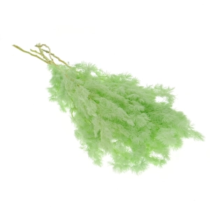 Stabilisierter grüner Spargel - Strauß