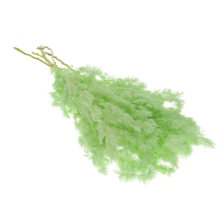 Stabilisierter grüner Spargel - Strauß