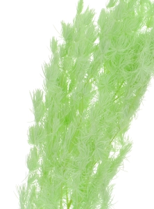 Stabilisierter grüner Spargel - Strauß