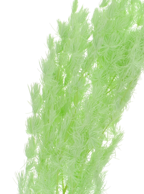 Stabilisierter grüner Spargel - Strauß