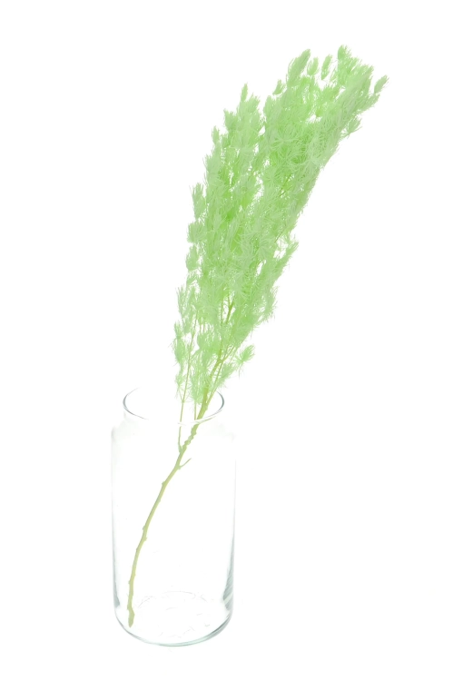 Stabilisierter grüner Spargel - Strauß