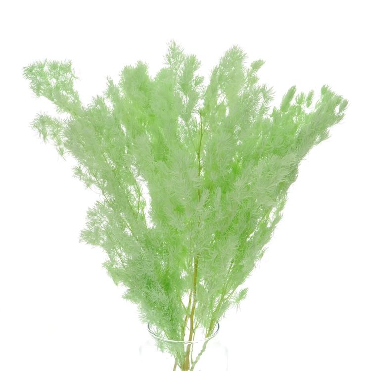 Stabilisierter grüner Spargel - Strauß
