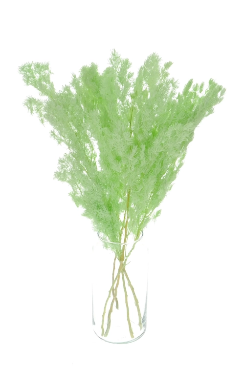 Stabilisierter grüner Spargel - Strauß