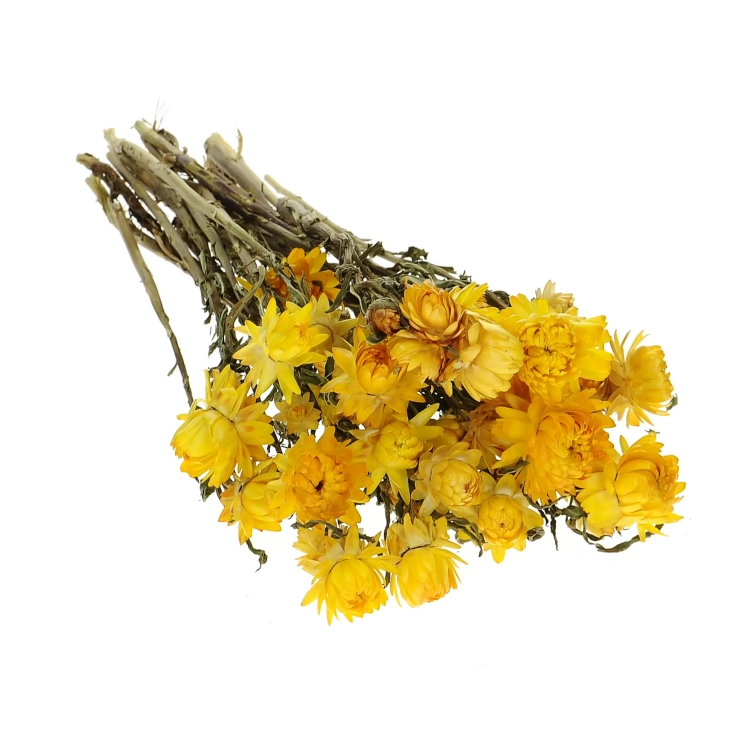 Dried flowers - yellow Helichrysum, Xerochrysum - bunch