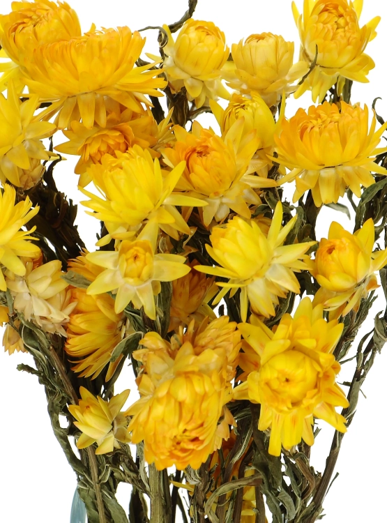 Dried flowers - yellow Helichrysum, Xerochrysum - bunch