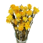Dried flowers - yellow Helichrysum, Xerochrysum - bunch