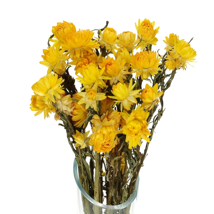 Dried flowers - yellow Helichrysum, Xerochrysum - bunch