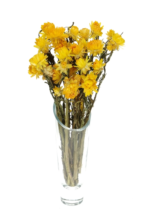 Dried flowers - yellow Helichrysum, Xerochrysum - bunch