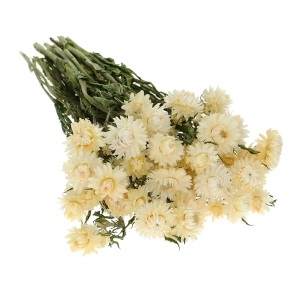 Dried flowers - white Helichrysum, Xerochrysum - bunch
