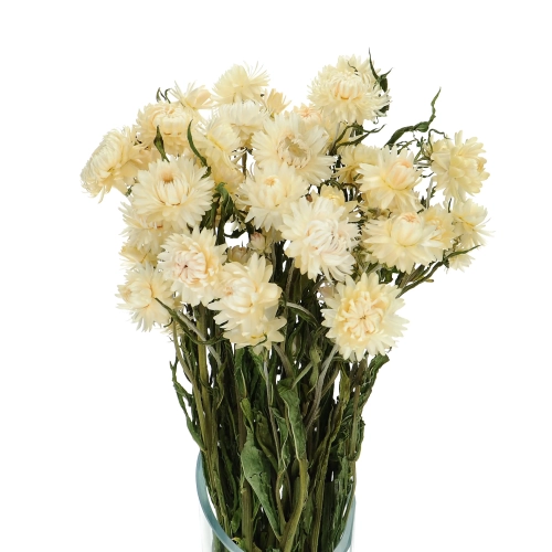 Dried flowers - white Helichrysum, Xerochrysum - bunch