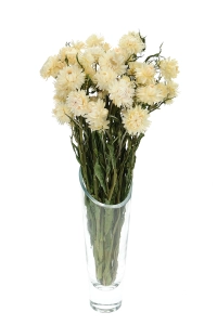 Dried flowers - white Helichrysum, Xerochrysum - bunch