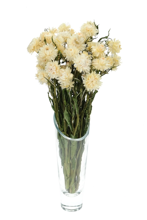 Strohblumen (Helichrysum), weiß - Strauß ~30 Stk. - Trockenblumen