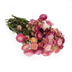Suszone kocanki różowe (nieśmiertelnik, Helichrysum) - bukiet ~30 szt.