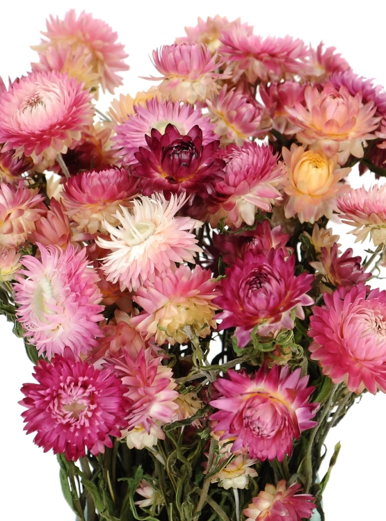 Suszone kocanki różowe (nieśmiertelnik, Helichrysum) - bukiet ~30 szt.