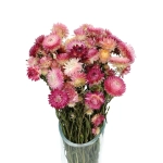 Dried flowers - pink Helichrysum, Xerochrysum - bunch