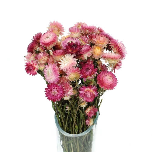 Suszone kocanki różowe (nieśmiertelnik, Helichrysum) - bukiet ~30 szt.