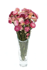 Dried flowers - pink Helichrysum, Xerochrysum - bunch