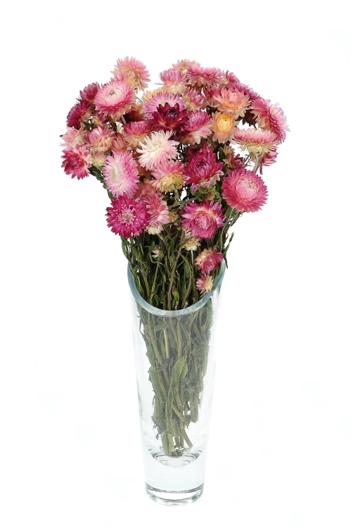 Dried flowers - pink Helichrysum, Xerochrysum - bunch
