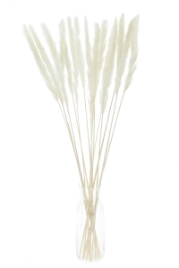 Pampasgras, weiß - 70 cm, 5 Stk. - Trockengräser