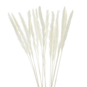 Dried white pampas grass 70 cm 5 pcs
