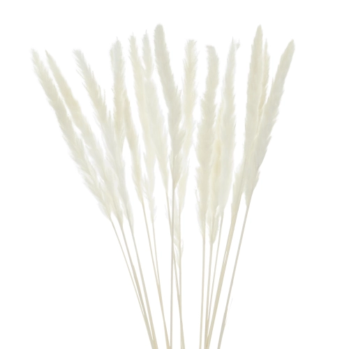Dried white pampas grass 70 cm 5 pcs