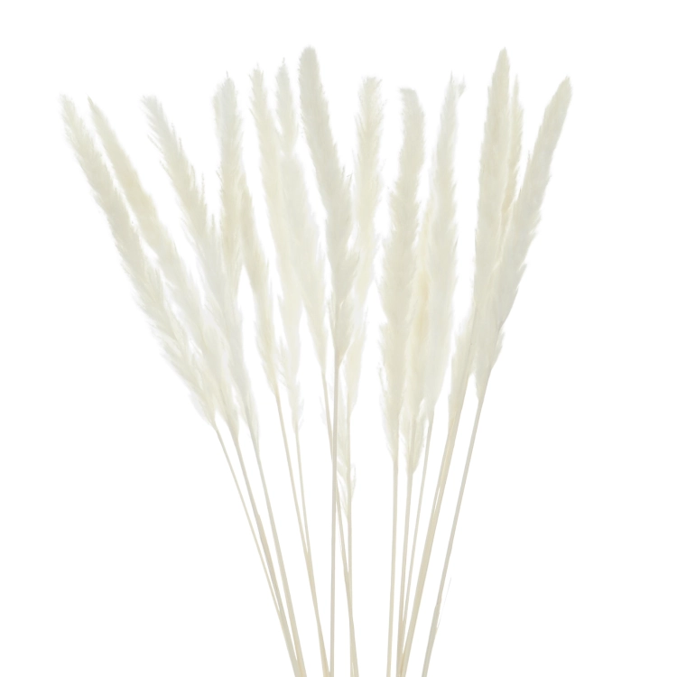 Pampasgras, weiß - 70 cm, 5 Stk. - Trockengräser