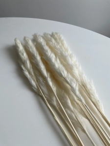 Dried white pampas grass 70 cm 5 pcs