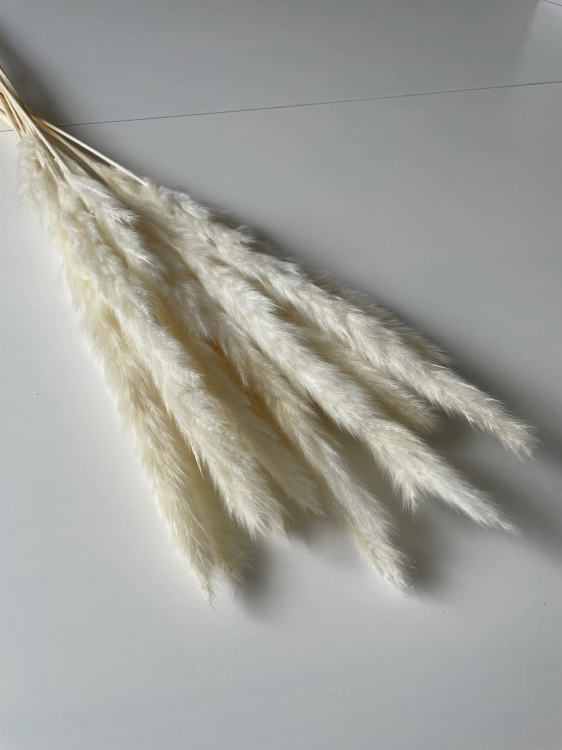 Pampasgras, weiß - 70 cm, 5 Stk. - Trockengräser