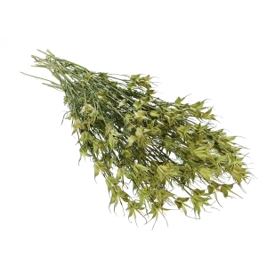 Nigella orientalis, natürlich - Strauß - Trockenblumen