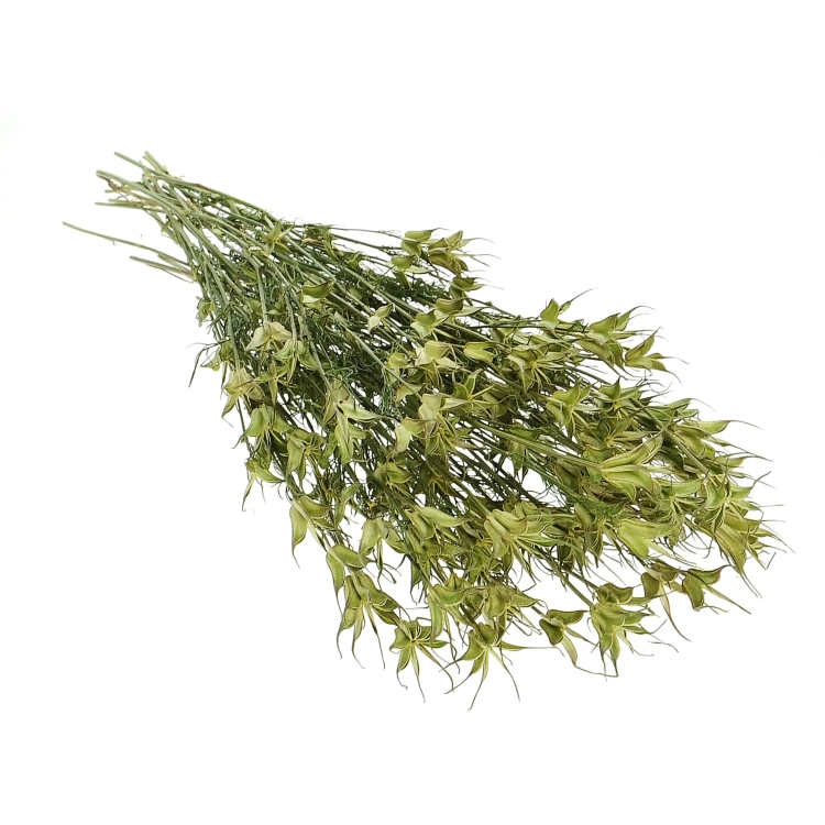 Nigella orientalis, natürlich - Strauß - Trockenblumen