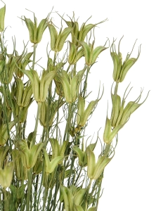 Nigella orientalis, natürlich - Strauß - Trockenblumen