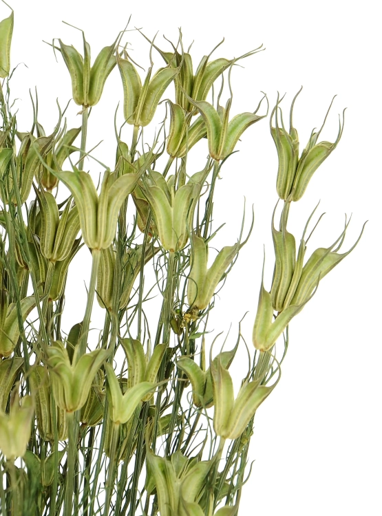 Nigella orientalis, natürlich - Strauß - Trockenblumen
