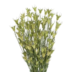 Dried natural Nigella orientalis - bunch