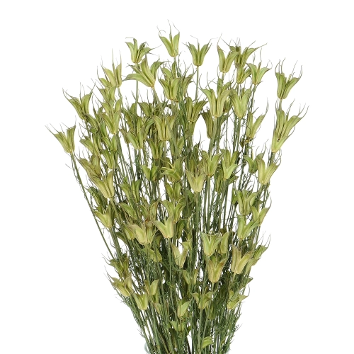 Dried natural Nigella orientalis - bunch