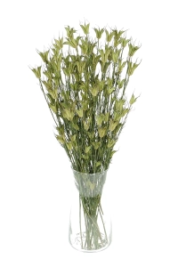 Nigella orientalis, natürlich - Strauß - Trockenblumen