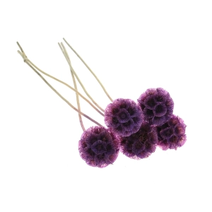 Dried purple Scabiosa stellata - bouquet 5 pcs