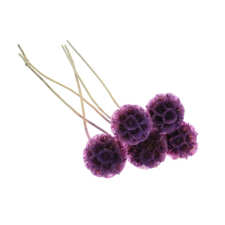 Dried purple Scabiosa stellata - bouquet 5 pcs