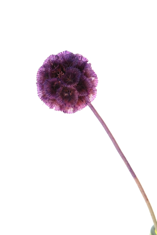 Dried purple Scabiosa stellata - bouquet 5 pcs
