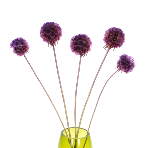 Dried purple Scabiosa stellata - bouquet 5 pcs