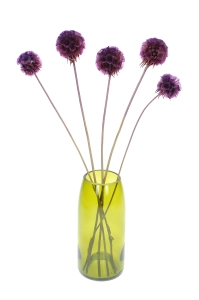 Dried purple Scabiosa stellata - bouquet 5 pcs